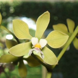 Cattleya Encyclia steinbachiana Specimen Plant Species Orchid