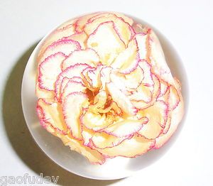 Fresh Flower Carnation Pink Edge Sphere Dome 6 Cm