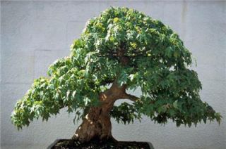 GREEN JAPANESE * Maple Tree Seeds * UNIQUE BONSAI PLANTS * Acer 