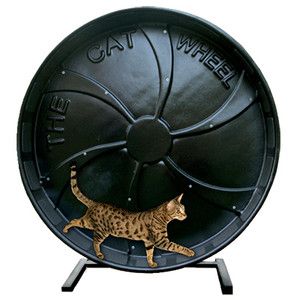 Cat Exercise Wheel for Bengal Cats  The Toy Go Round Cat Wheel