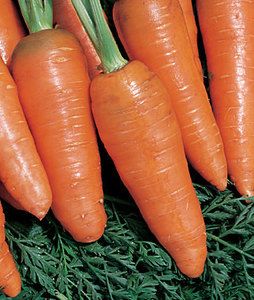 BAMBINO CARROT Seeds Smaller Sweeter Carrots