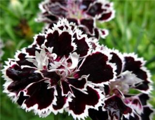 Carnation Seeds Dianthus chinensis Black White Flowers RARE House 
