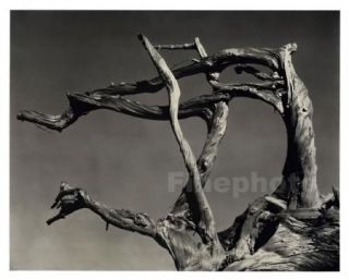 1934 Vintage California Point Lobos Cypress Tree Wood Photo Art by 