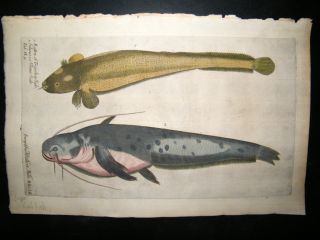 Willughby & Ray 1686 Folio Hand Col Fish Print. Large Catfish