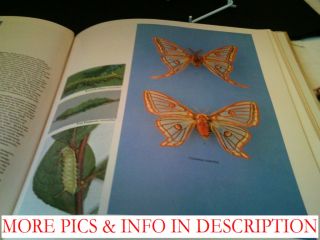 butterflies moths in britain europe by david car a hardback book 