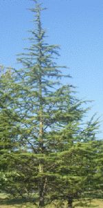 beacon hill lebanon cedar bonsai specimen now is the time shipping and 