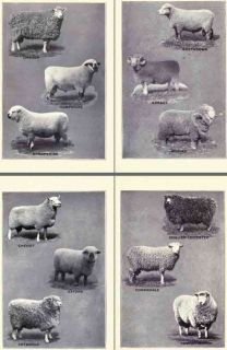10   A technical study of the maintenance and fattening of sheep and 