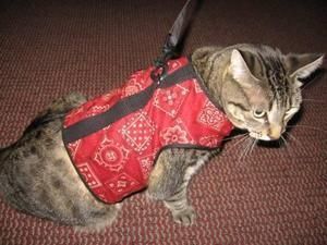 Kitty Holster Cat Harness 4 Colors 2 Sizes