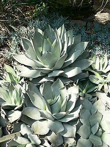 20 Agave Parryi Mescal Agave Century Plant Seeds