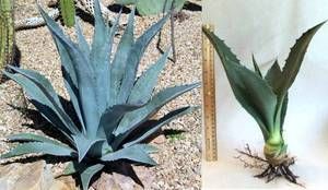 Agave Americana Blue Century Plant   Large 12 Bare root Plant