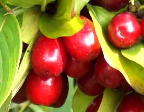Cornelian Cherry Fruit Shrub Fruiting on Small Tree with Edible Berry 