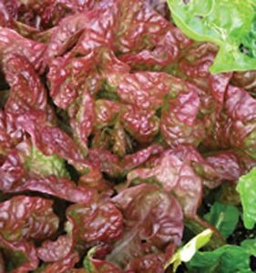 Cimarron Red Romaine Lettuce Vegetable Open Pollinated 1000 Seeds Free 