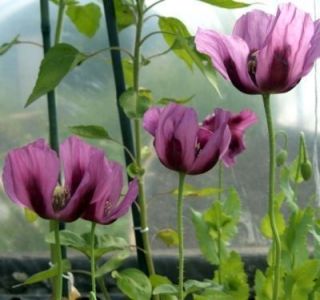 75 Annual Wildflower Garden Seeds Poppy Lavender Easily re Seeds