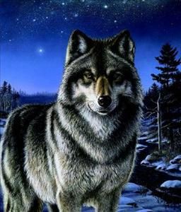 James Meger s N Wolf Northern Woods Print Night Watch