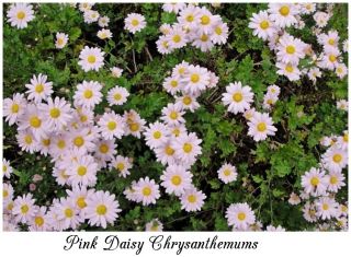 Pink Daisy Chrysanthemums 50 Perennial Flower Seeds