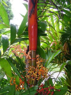 Live Huge Colorful Specimen Orange Collar Palm Tree