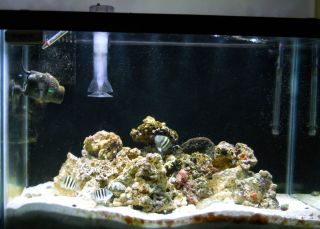 Complete 65 Gal Saltwater Tank with Fish