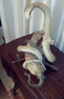 Vintage Taxidermy Oddities Freak Show Mongoose Attacking A White Cobra