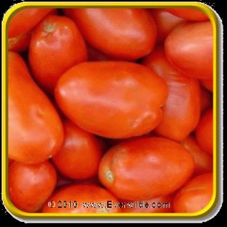  is originally from italy italian roma tomatoes yield an abundance of 3