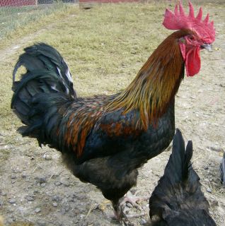  French Black Copper Maran Hatching Eggs(100% pure Cottage Hills line