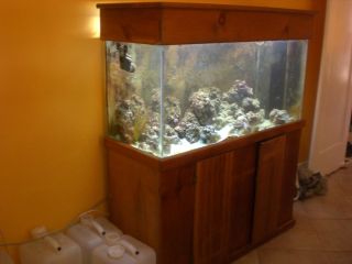  Saltwater Reef Tank   complete setup   *including fish and accessories