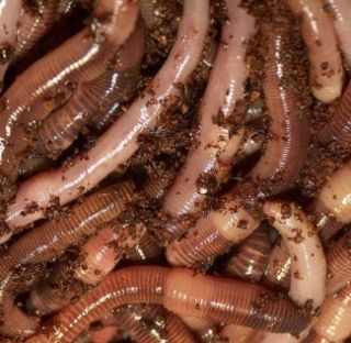 2lbs Composting Fishing Worms European Nightcrawlers