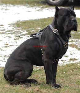 to view supersize image luxury padded leather harness cane corso