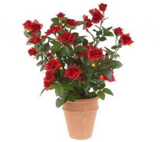 As Is BethlehemLights Batt. Op. 16 Potted Rose Bush —