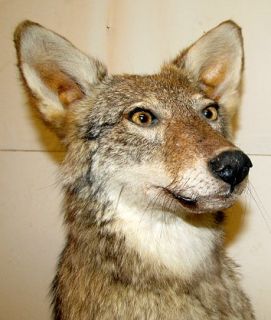 Full Body Coyote Mount Taxidermy Stuffed Fox ExCond