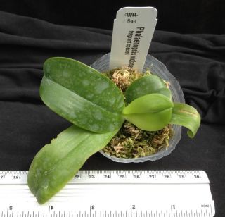 Fragrant Indigo species SWR H844 Phal. Phalaenopsis violacea