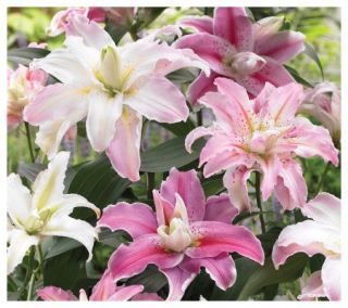 Van Bourgondien Double Oriental Lily Lilies Mixed   5 Bulbs — 