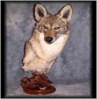 stunning coyote offered by rice s wildlife taxidermy offering today