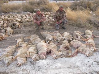 CD Set Coyote Hunting Calls Live Predator Calls 