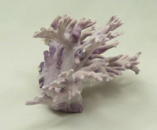 Purple Allopora Californica Coral Seashell Shell Reef