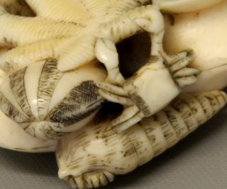 19th C Meiji Japanese Carved Ox Bone Netsuke   Shells & Crabs