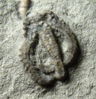 RARE Crawfordsville Starfish Fossil Onychaster Flexilis Mississippian
