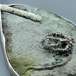 Large Crawfordsville Crinoid Uperocrinus Marinus Fossil 925 Silver