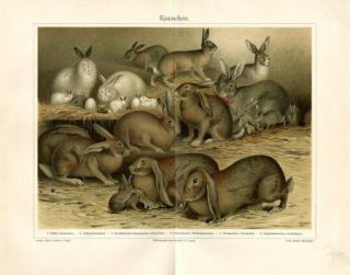 1894 Rabbits Rabbit Breeds Antique Chromolithograph Print