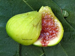 Fig Tree cuttings Brooklyn White BS Two Crops Hardy