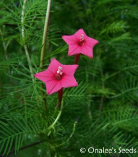 24 Rose Pink Cypress Hummingbird Vine Seeds Ipomoea