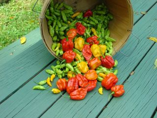   Pepper plants Scorpion pepper 7Pot and Datil Pepper Plants and Seeds
