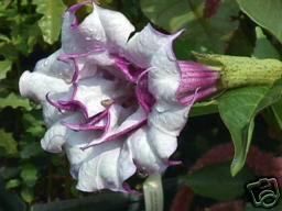 Plant Angel Trumpet Datura Purple White Devils Trumpet Horn of Plenty