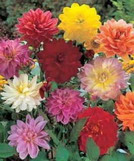 Exciting Dwarf Dahlia Redskin Mixed Colors Annual