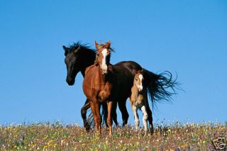National Geographic NAT GEO HORSE FAMILY IN PASTURE 6x4 Wallpaper
