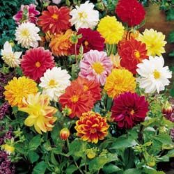 dahlia rigoletto seeds annual approx 50 seeds per package