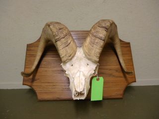 Dall Sheep Horns Skull Antlers Taxidermy Hunting Lodge Home Decor