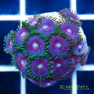 Reef Pets* Japanese Deepwater Strawberry Garden Zoanthids * Live Reef