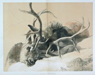 DEER Stag Hunting Prize, Sir Edwin Landseer, HUGE Antique 1870s Color