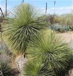  Spectacular Hard to Find Cold Hardy Live Desert Plant