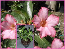 Pink Adenium Obesum Desert Rose Live Plant RARE Exotic Natural Bonsai